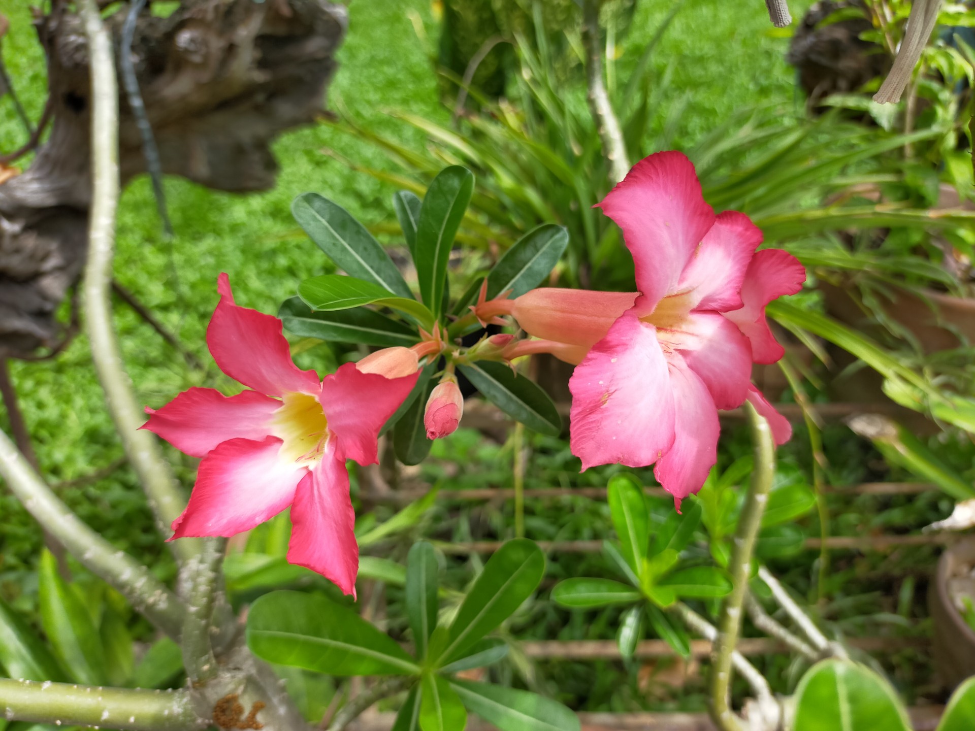 Photo of flowers using the Oppo A92