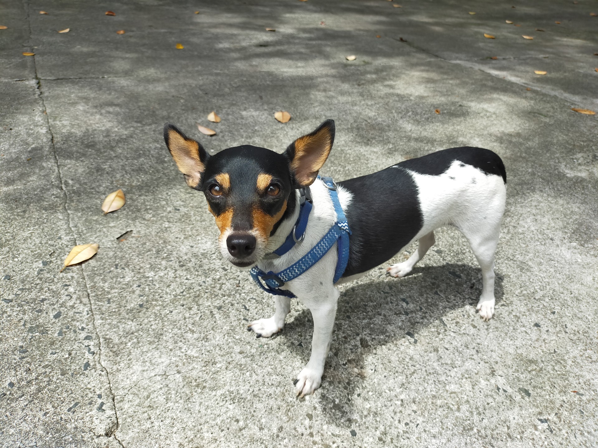 Photo of a black and white dog using the Oppo A92